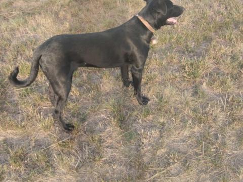 Sinka gazdát keres Sinka gazdát keres