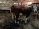 Borjú eladó – Hereford bika borjak, 280-300 kg