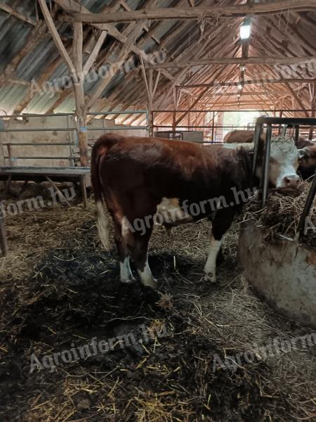 Borjú eladó – Hereford bika borjak, 280-300 kg