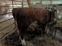 Borjú eladó – Hereford bika borjak, 280-300 kg