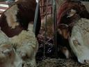 Borjú eladó – Hereford bika borjak, 280-300 kg