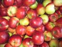 Cefrének való Gála és Pinova alma eladó Bujon