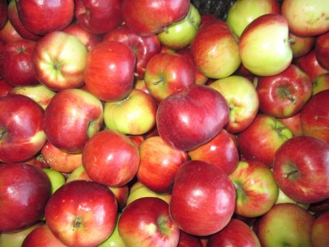 Cefrének való Gála és Pinova alma eladó Bujon