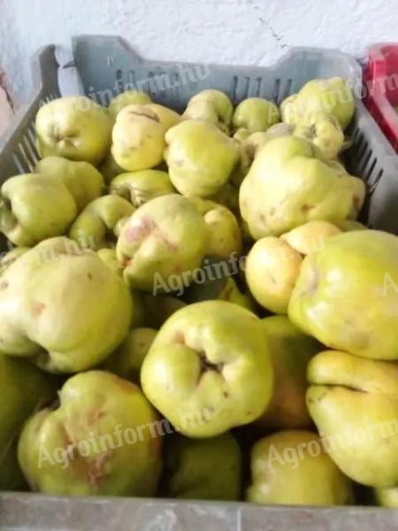 Eladó! Frissen szedett birsalma