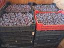 Szilva (Presenta) friss fogyasztásra,  lekvárnak vagy cefrének,  250 Ft/kg áron eladó