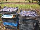 Szilva (Presenta) friss fogyasztásra,  lekvárnak vagy cefrének,  250 Ft/kg áron eladó