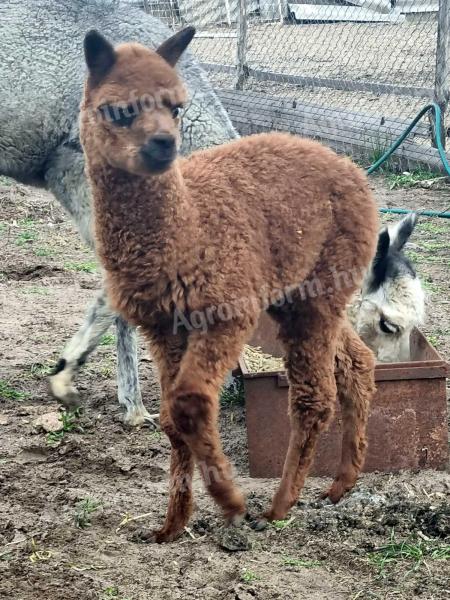 Alpaka csődör