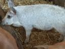 Mangalica malacok