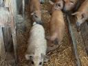 Mangalica malacok