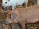 Mangalica malacok