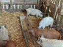 Mangalica malacok
