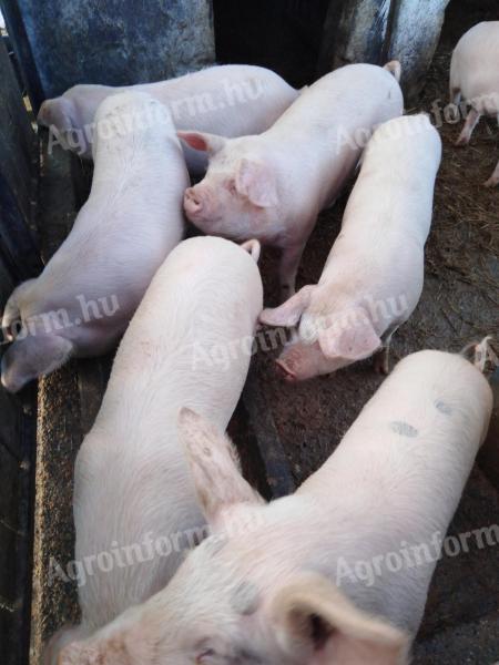 Bértartást vállalok kocák és malacok részére Baranya vármegyében