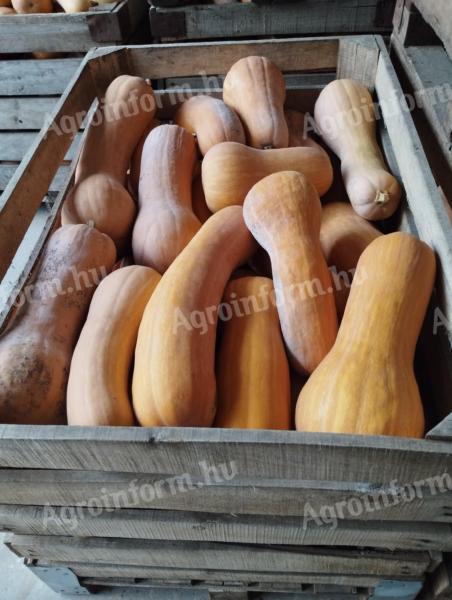 Nagyméretű Beja sütőtök étkezési célra, nagy tételben eladó 80 Ft/kg áron