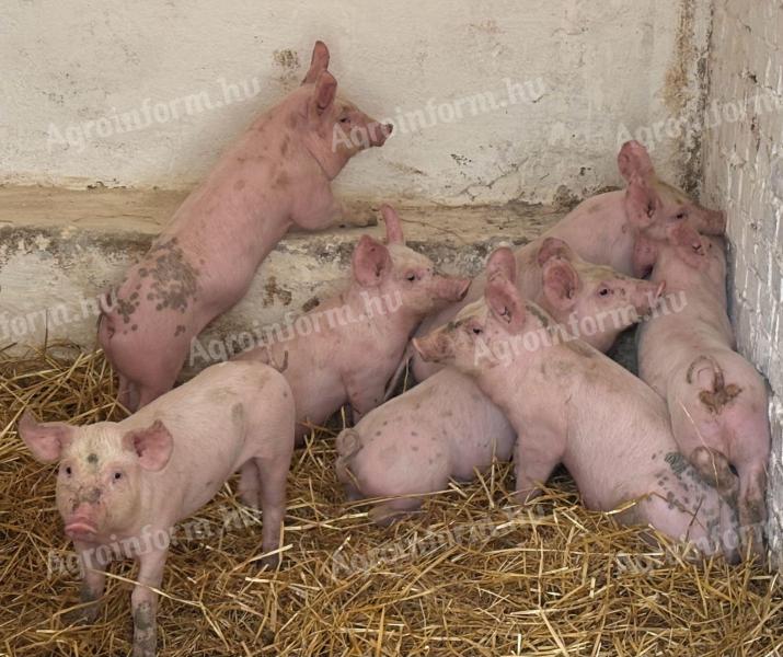 Tenyészetünkből eladó nagyon szép Tempó malacok