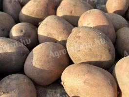 Esmee burgonya eladó Kiskunlacházán, 15 kg-os zsákban