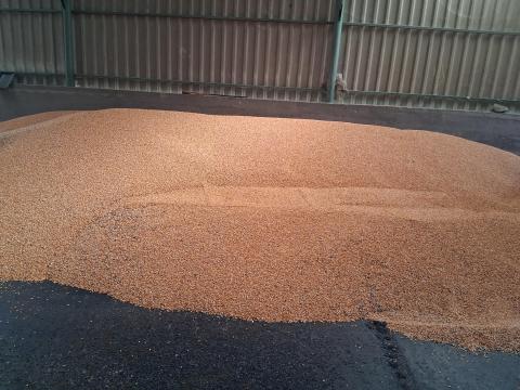 2025-ös aratású kukorica eladó 2025-ös aratású kukorica eladó