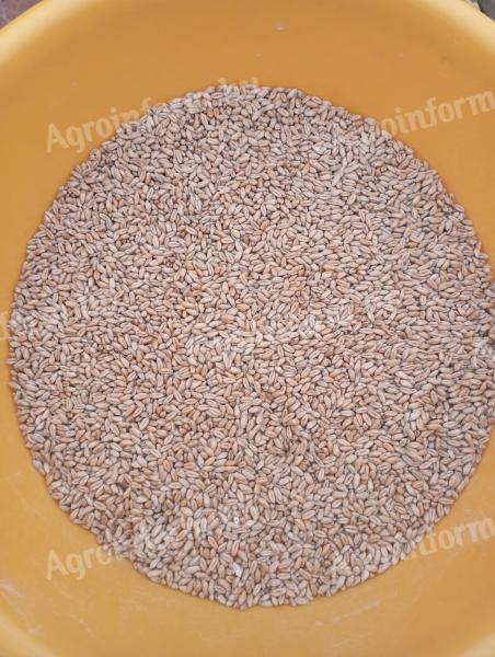 Pántlika búza tisztítva eladó