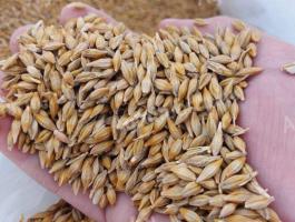 2. fokú árpa vetőmag eladó