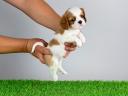 Törzskönyves Cavalier King Charles spániel kiskutya