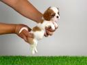 Törzskönyves Cavalier King Charles spániel kiskutya