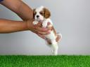 Törzskönyves Cavalier King Charles spániel kiskutya