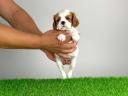 Törzskönyves Cavalier King Charles spániel kiskutya