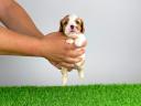 Törzskönyves Cavalier King Charles spániel kiskutya
