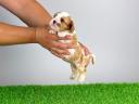 Törzskönyves Cavalier King Charles spániel kiskutya