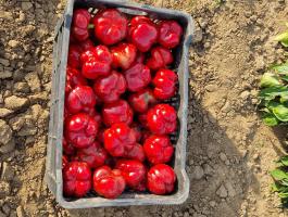 Pritamin paprika eladó Létavértesen