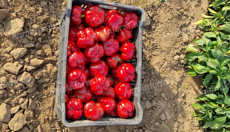 Pritamin paprika eladó Létavértesen