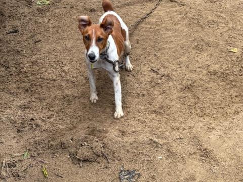 Foxi jellegű Foxi jellegű