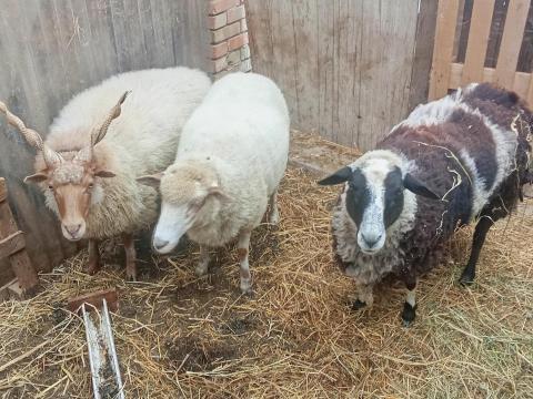 Eladó anyajuhok – hortobágyi racka, magyar merinó x gyimesi racka, Jacob x magyar merinó Eladó anyajuhok – hortobágyi racka, magyar merinó x gyimesi racka, Jacob x magyar merinó