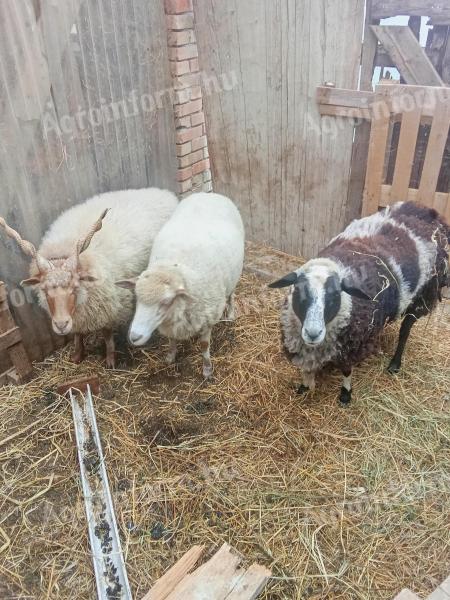 Eladó anyajuhok – hortobágyi racka, magyar merinó x gyimesi racka, Jacob x magyar merinó