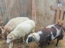 Eladó anyajuhok – hortobágyi racka, magyar merinó x gyimesi racka, Jacob x magyar merinó