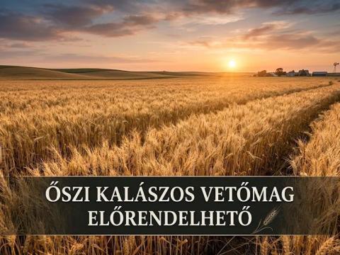 Őszi kalászos gabona vetőmagok előrendelhetők Őszi kalászos gabona vetőmagok előrendelhetők