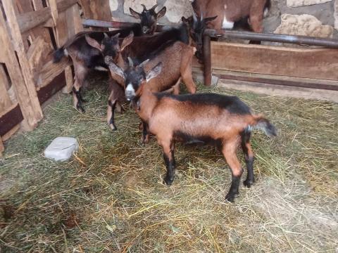 Eladó kecskegidák, alpesi, magyar parlagi és núbiai fajták Eladó kecskegidák, alpesi, magyar parlagi és núbiai fajták