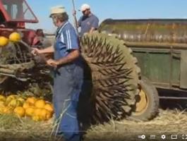 Tökkombájn eladó - egyedi gyártás, jó állapotban, tökmagmosóval