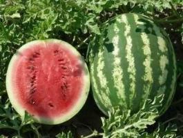 Dinnye eladó – friss Crimson Sweet dinnyék kis- és nagy tételben