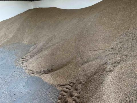 Tritikálé 2025 Tritikálé 2025