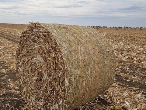 Eladó Kukoricaszár bála