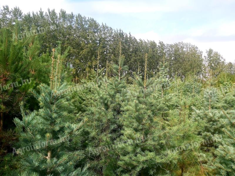 Fenyőfa, karácsonyfa – Eladó lucfenyő, ezüstfenyő, fekete fenyő, concolor (Colorado jegenyefenyő)