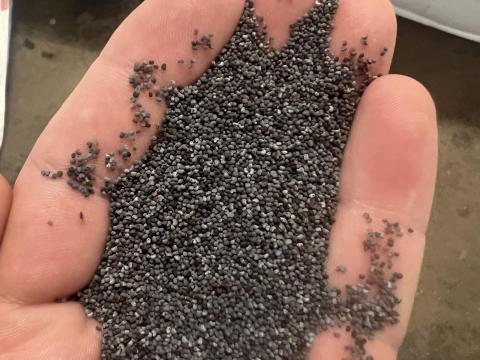 Étkezési tisztított mák eladó