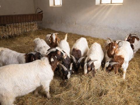 Eladó A törzskönyvezett búr bakkecskék
