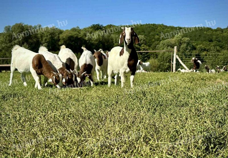 Növendék bak búr kecskék eladók