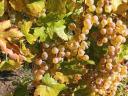 Saszla (Chasselas) szőlő bor és pálinka készítésére