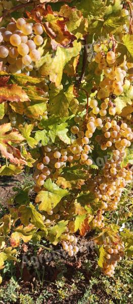 Saszla (Chasselas) szőlő bor és pálinka készítésére