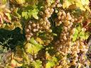 Saszla (Chasselas) szőlő bor és pálinka készítésére