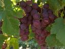 Saszla (Chasselas) szőlő bor és pálinka készítésére