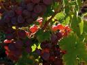 Saszla (Chasselas) szőlő bor és pálinka készítésére
