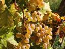 Saszla (Chasselas) szőlő bor és pálinka készítésére